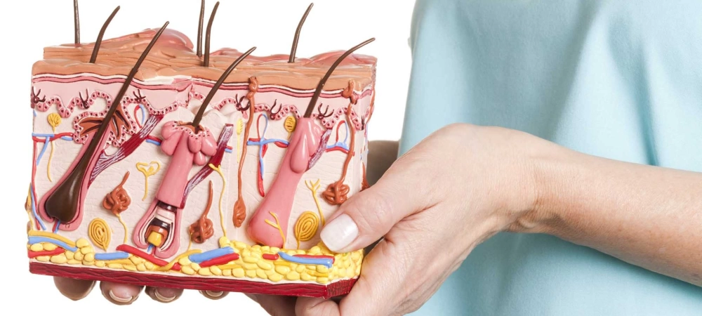 Дерматология